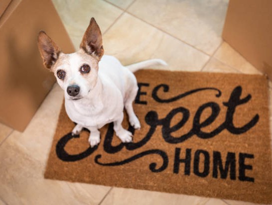  Discover the Best Pet Friendly Hotels in West Memphis for Your Next Adventure