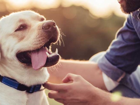  Discover the Best Pet Friendly Hotels in Enterprise, AL for Your Next Getaway